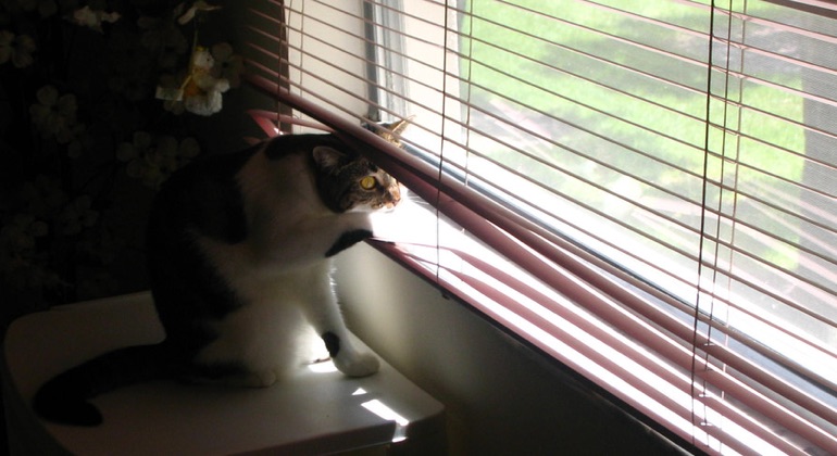 Cat peeking through aluminum blinds in Denver.